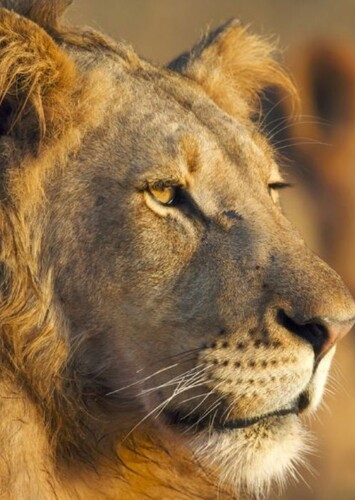 Lion