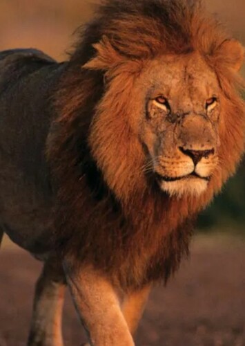 Lion