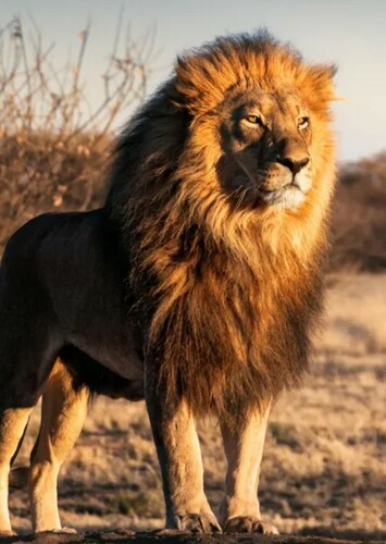 Lion