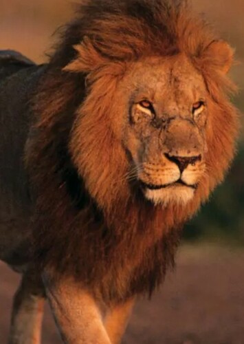 Lion