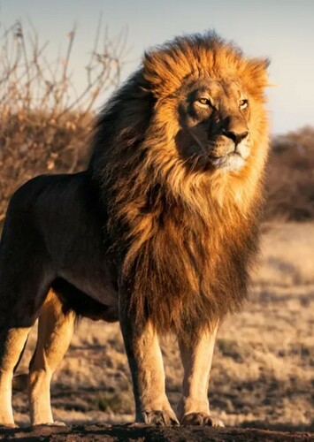 Lion