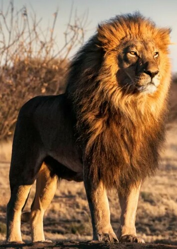 Lion
