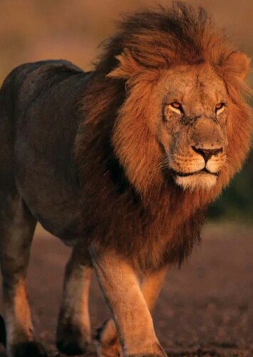 Lion
