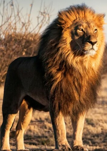 Lion