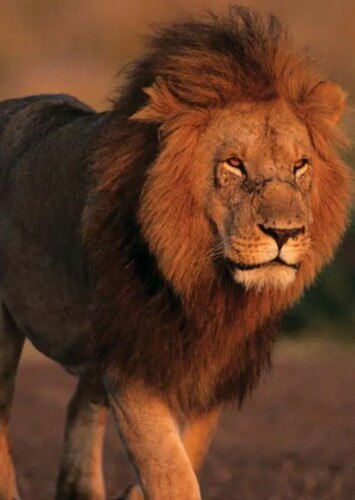 Lion
