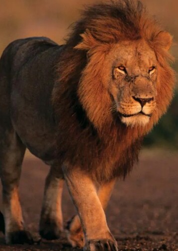 Lion