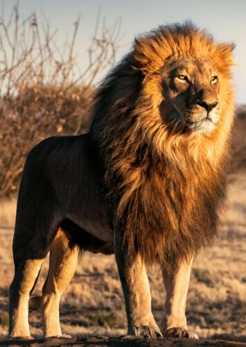 Lion