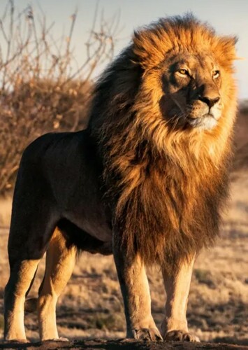 Lion