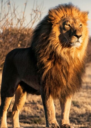 Lion