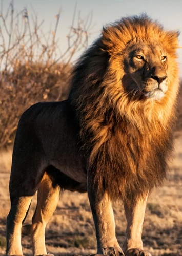 Lion