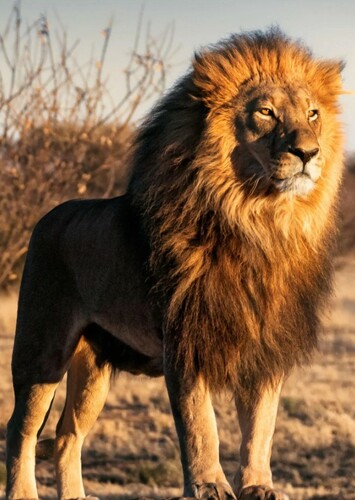 Lion
