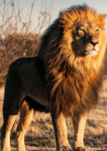Lion