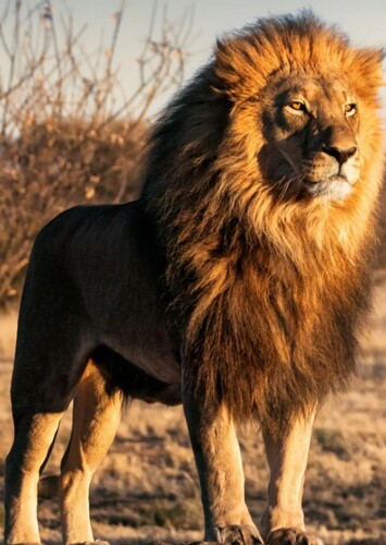 Lion