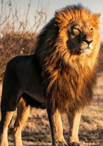 Lion