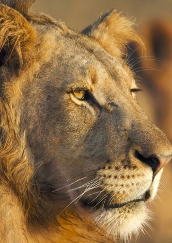 Lion