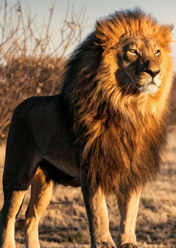 Lion