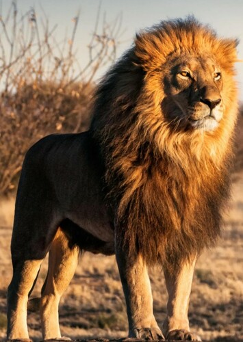 Lion