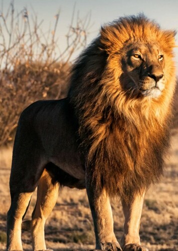Lion