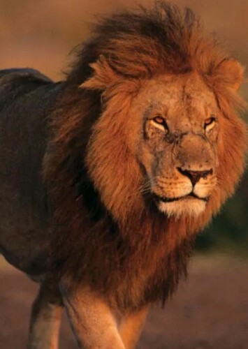 Lion