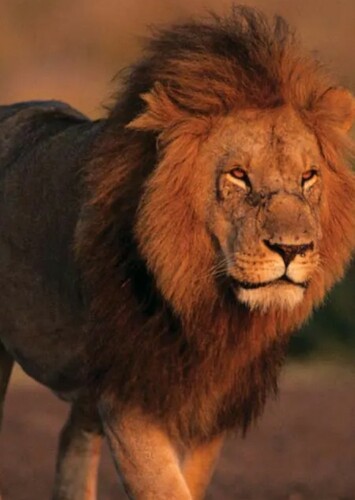 Lion