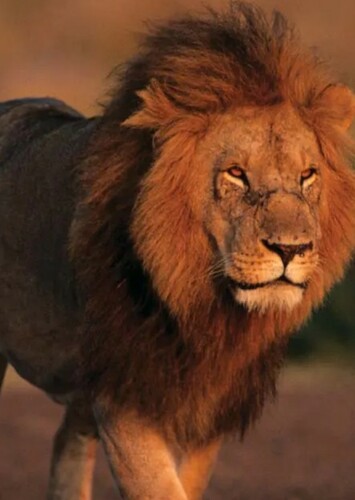 Lion