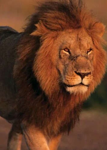 Lion