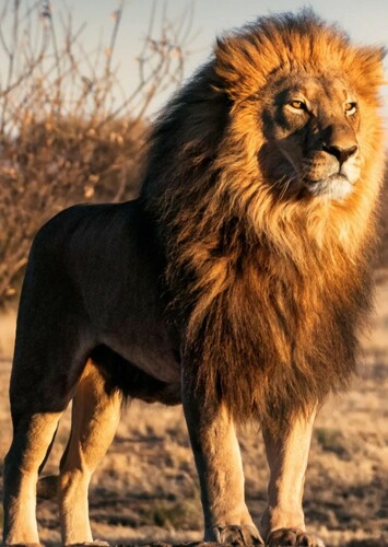 Lion