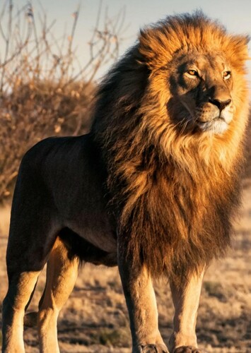 Lion