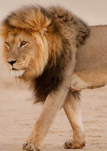 Lion