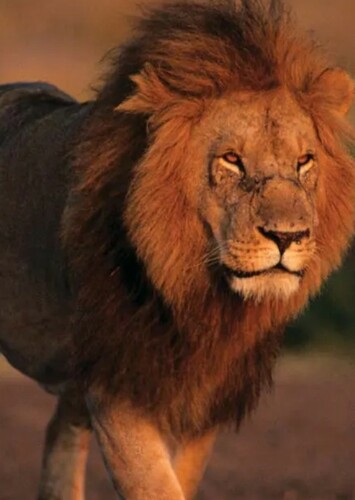 Lion