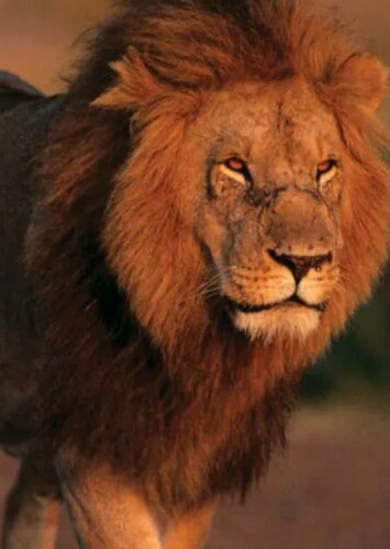 Lion