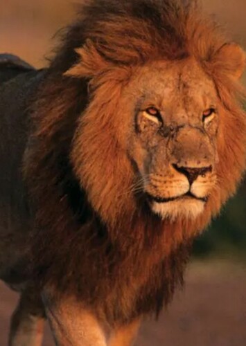 Lion