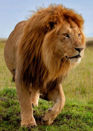 Lion
