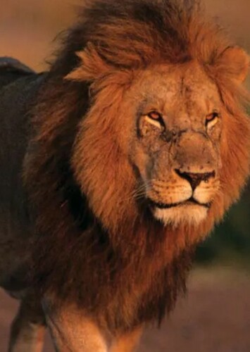 Lion