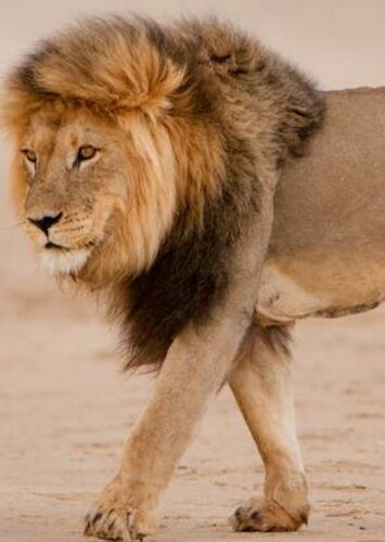 Lion