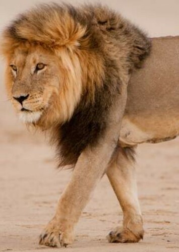Lion