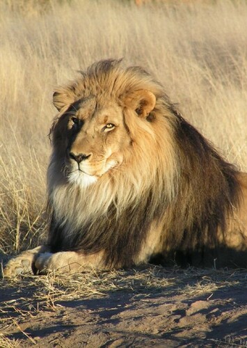 Lion