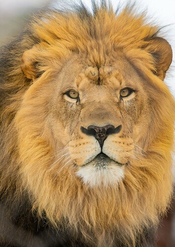 Lion