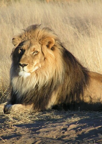 Lion