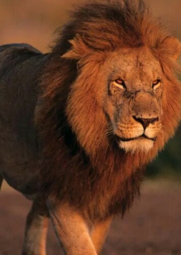 Lion