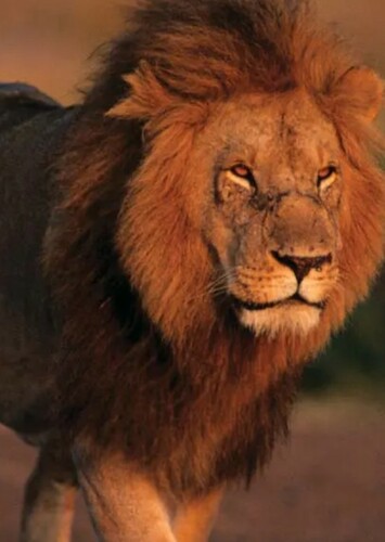 Lion