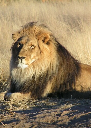 Lion