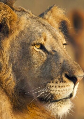 Lion