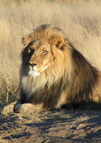 Lion in Nature (TV Program)
