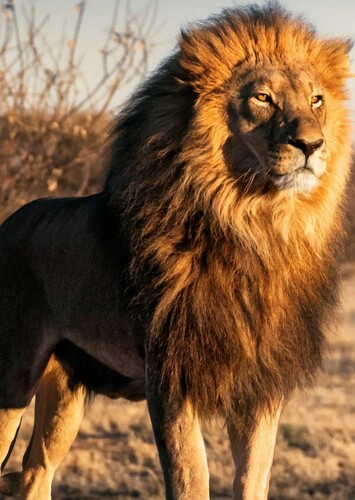 Lion