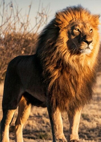 Lion