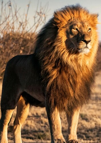 Lion