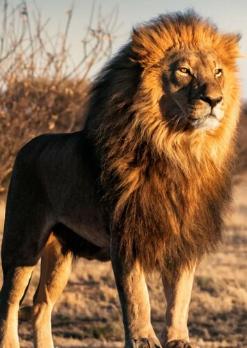 Lion
