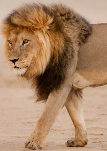 Lion