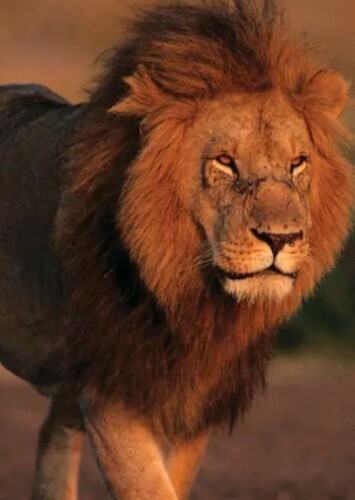 Lion